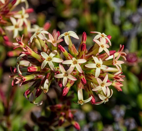 Crassula Obtusa Flores Southern Cape Sudáfrica —  Fotos de Stock