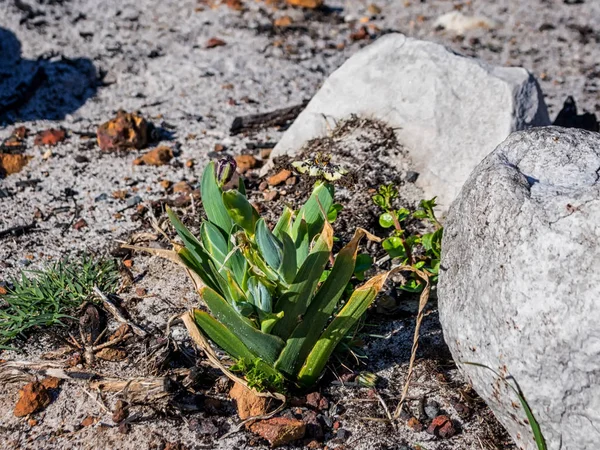 Podivné Úžasné Ferraria Crispa Květ — Stock fotografie