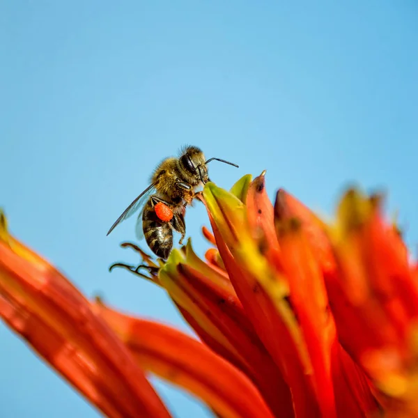 ミツバチの南部アフリカの青い空を背景に赤のアロエ植物のクローズ アップ — ストック写真