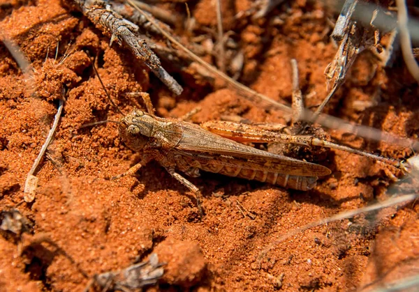 Perto Burrowing Grasshopper Sul África Savana — Fotografia de Stock