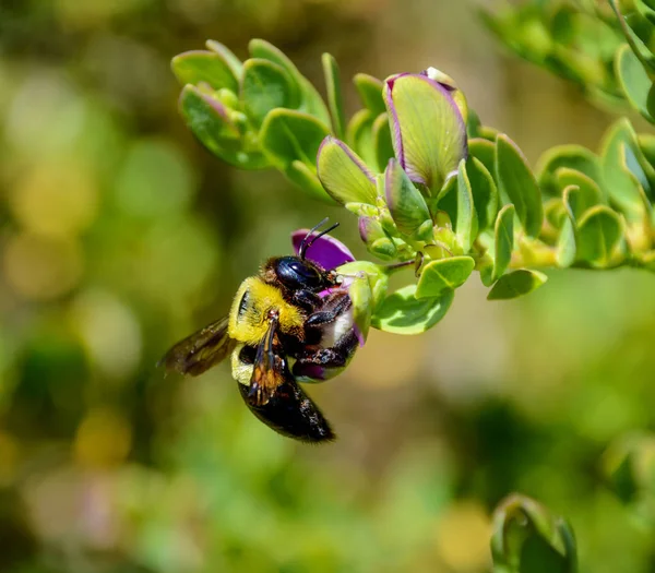 Carpenter Bee Fêmea Arbusto Verde Com Flores Violetas África Austral — Fotografia de Stock