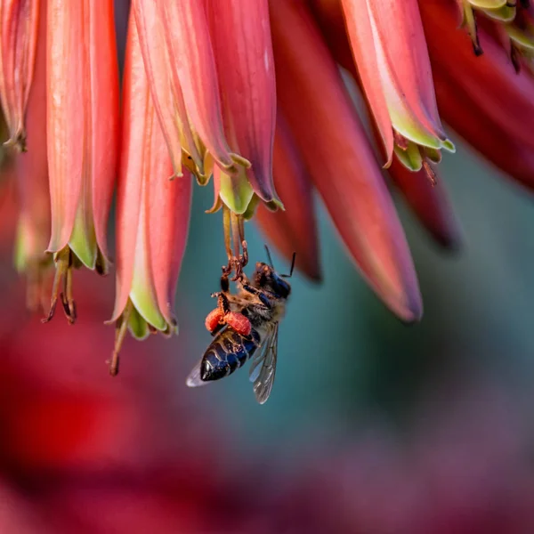 Bal arısı Güney Afrika'da kırmızı Aloe çiçek pollinating, yakın çekim