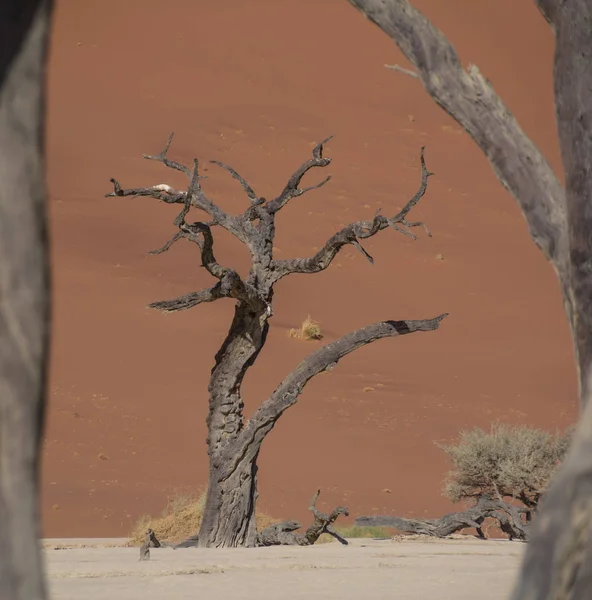 Deadvlei Намибии Характеризуется Темными Мертвыми Верблюжьими Шипами Деревья Контрастируют Белой — стоковое фото