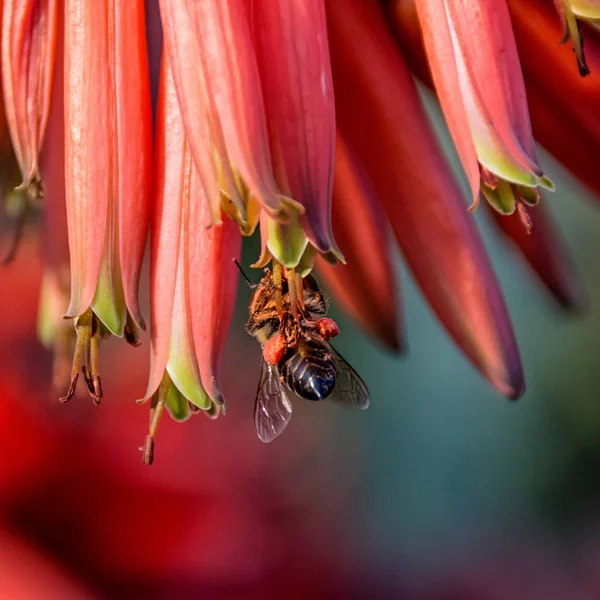 背景をぼかした写真の赤いアロエの花岬ミツバチ — ストック写真