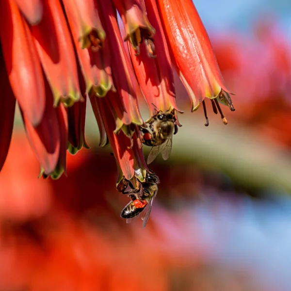 Cape bal arıları Güney Afrika'da kırmızı Aloe çiçek pollinating, yakın çekim