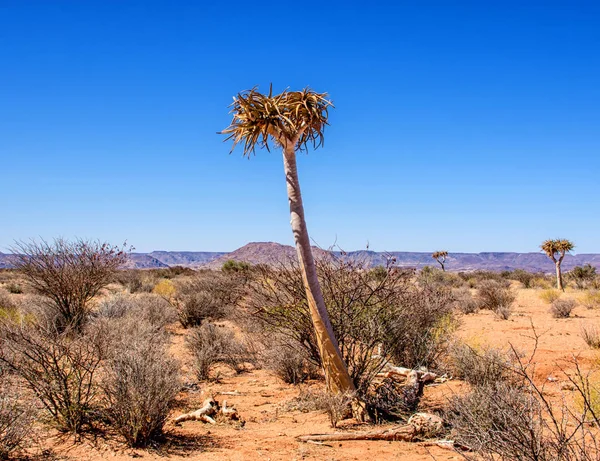 Güney Afrika savana ağacında titredim
