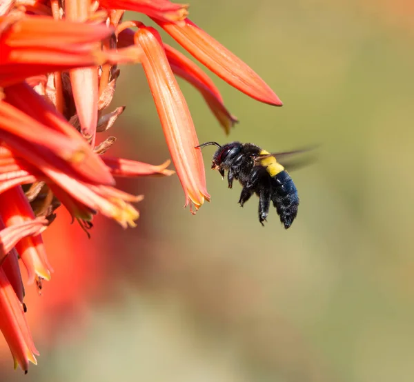 female Carpenter Bee hovering near red aloe flower in Southern Africa