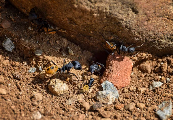 Fourmis Baudruches Dans Savane Afrique Australe — Photo