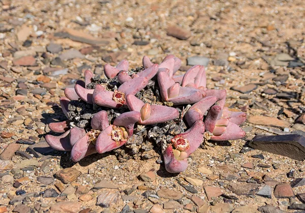 Primer Plano Las Plantas Tanquana Prismatica Norte Del Cabo Sudáfrica —  Fotos de Stock