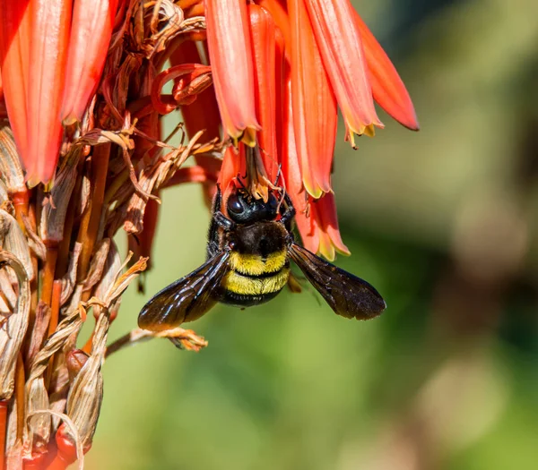 female carpenter Bee collecting nectar from red Aloe flowers in Southern Africa