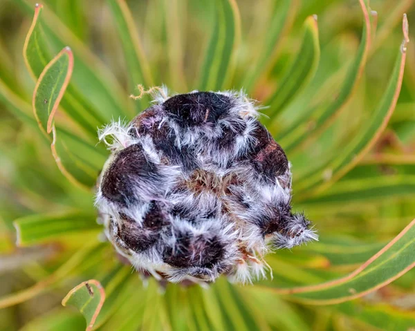 Protea Lepidocarpodendron Flower Southern Cape South Africa — Stock Photo, Image