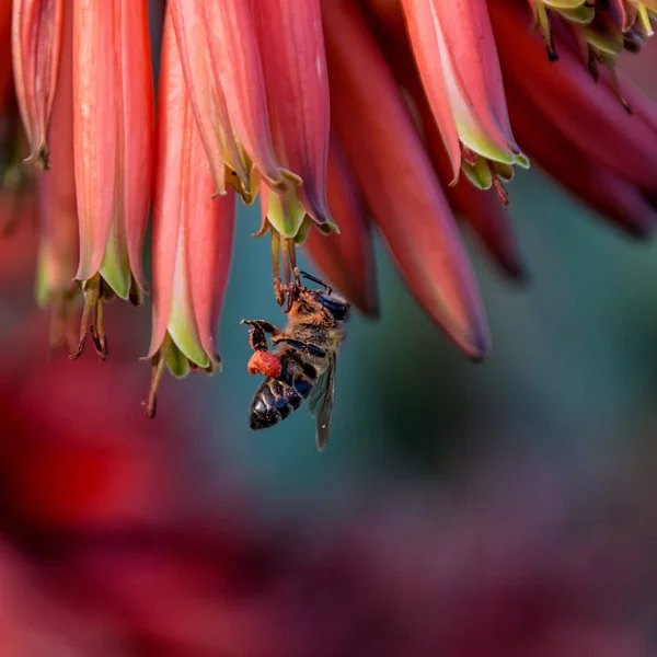 南部アフリカの赤いアロエの花のハチミツ蜂のクローズ アップ — ストック写真