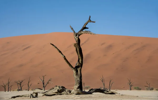 Deadvlei Namibië Gekenmerkt Door Donkere Dood Kameel Thorn Bomen Contrast — Stockfoto