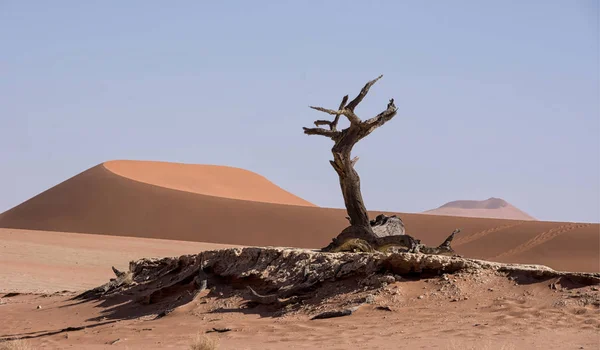 Deadvlei Namibie Caractérisé Par Une Épine Chameau Sombre Morte Contrastant — Photo