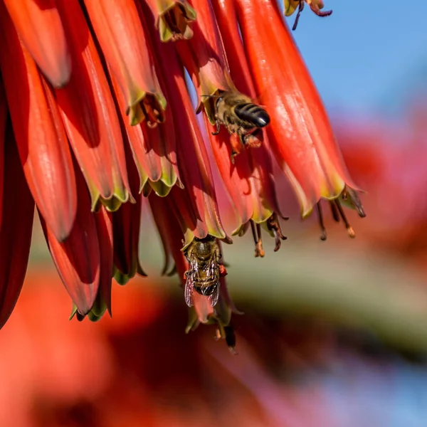 Cape bal arıları kırmızı Aloe çiçek Güney Afrika'da yiyecek arama