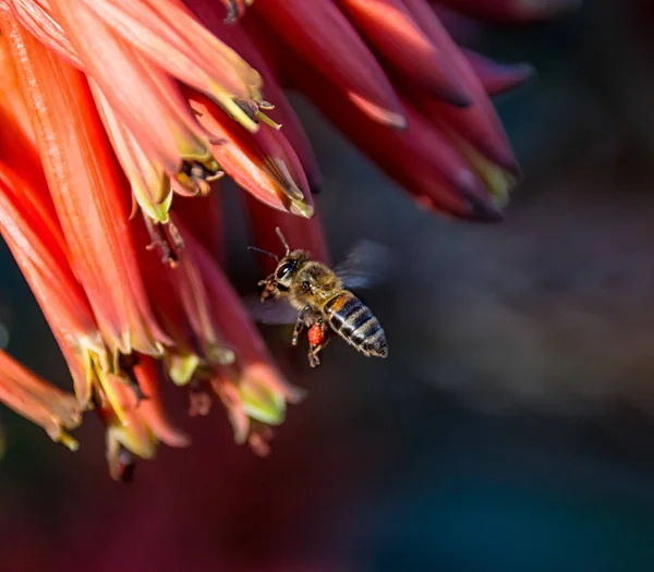 南部アフリカの赤いアロエの花近くを飛んでいる岬ミツバチ — ストック写真