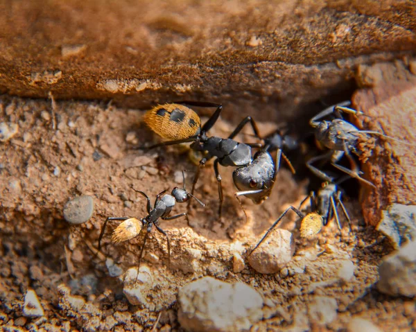 Fourmis Baudruches Dans Savane Afrique Australe — Photo