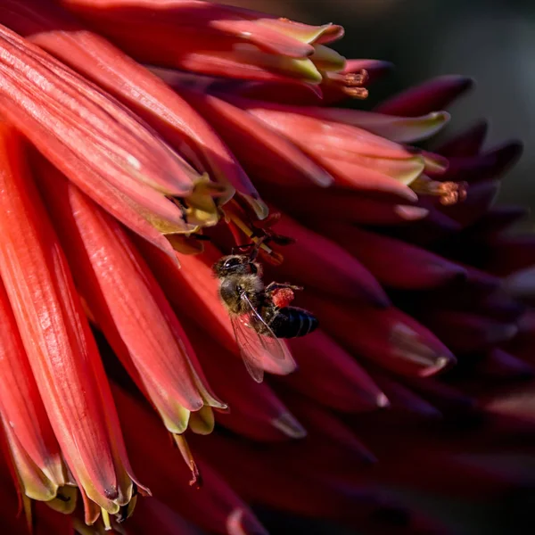 岬ミツバチ アフリカ南部の赤いアロエの花の採餌 — ストック写真