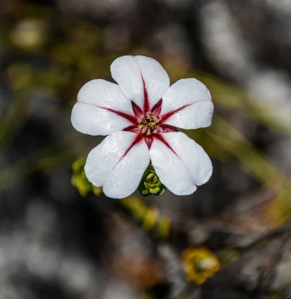 Primer Plano Flor Adenandra Villosa Parte Cape Floral Kingdom —  Fotos de Stock