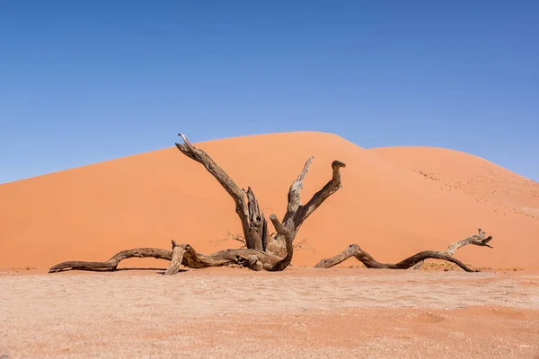 Deadvlei Namibië Gekenmerkt Door Donkere Dood Kameel Thorn Tree Contrast — Stockfoto