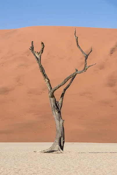 Deadvlei Namibië Gekenmerkt Door Donkere Dood Kameel Thorn Tree Contrast — Stockfoto