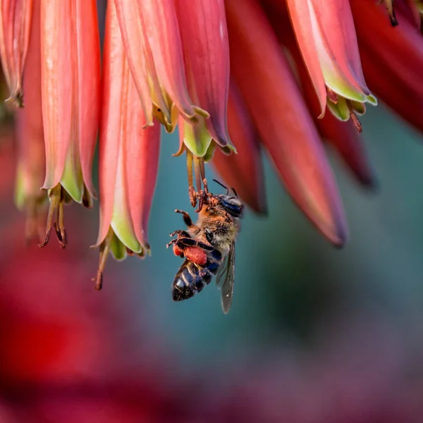 南部アフリカの赤いアロエの花を受粉ミツバチのクローズ アップ — ストック写真