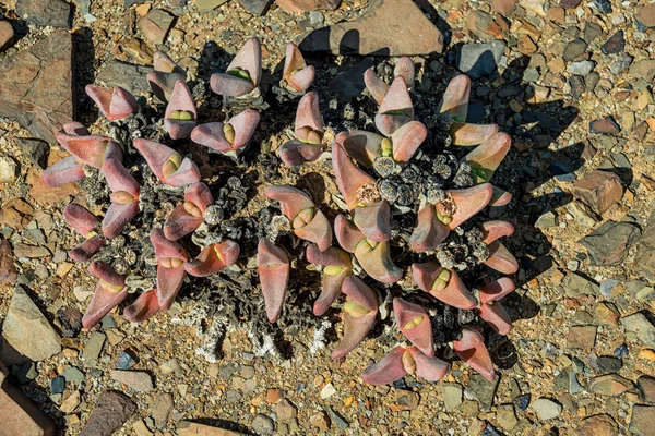 Vista Superior Las Plantas Tanquana Prismatica Norte Del Cabo Sudáfrica —  Fotos de Stock