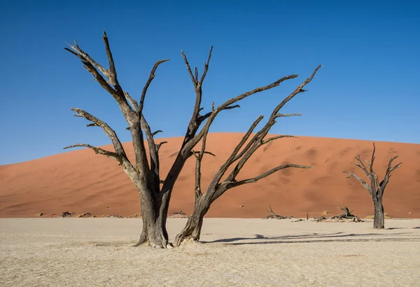 Deadvlei Namibie Caractérisé Par Des Arbres Épines Chameau Mortes Foncées — Photo