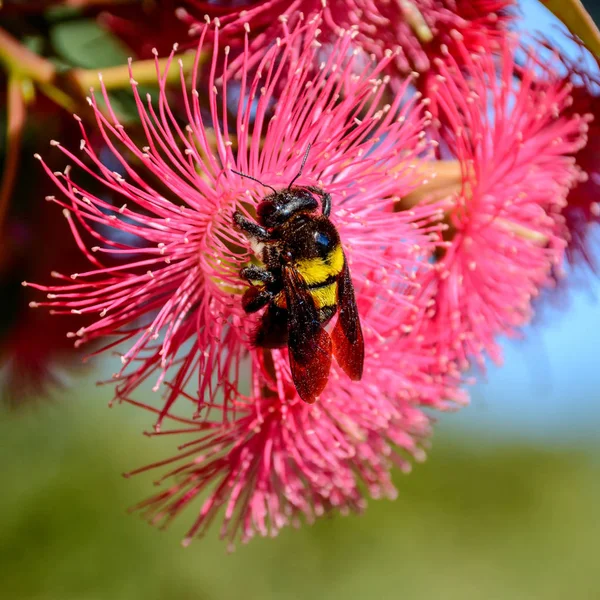 close up of female Carpenter Bee on pink flowers in Southern Africa
