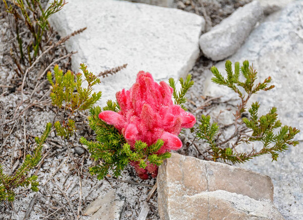 close up of Hyobanche sanguinea flower on Southern African coast