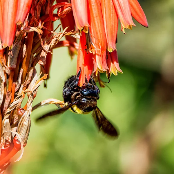 南部アフリカの赤いアロエの花から蜜を集める女性の大工蜂 — ストック写真