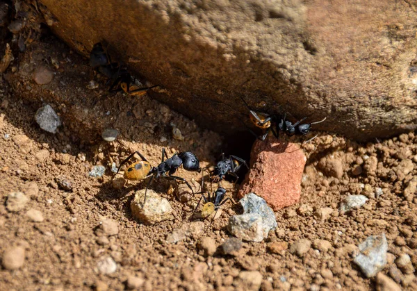Formigas Savana África Austral — Fotografia de Stock