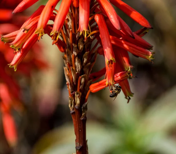 Cape Honey Bee Pada Tanaman Aloe Merah Afrika Selatan — Stok Foto