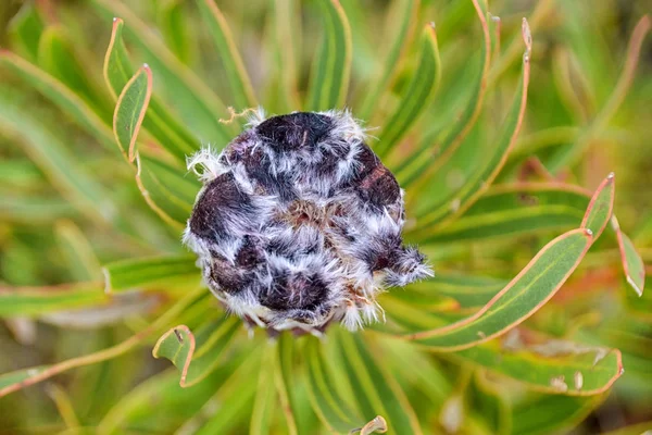 Protea Lepidocarpodendron Blume Südkap Südafrika — Stockfoto