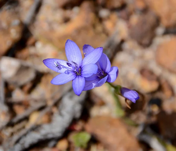 Close Geissorhiza Aspera Flowers Southern Cape South Africa — Stock Photo, Image