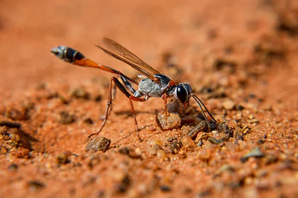 南部アフリカのサバンナの中の小国スズメバチ — ストック写真