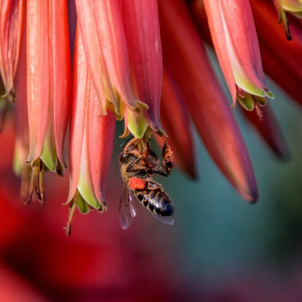 背景をぼかした写真の赤いアロエの花岬ミツバチ — ストック写真