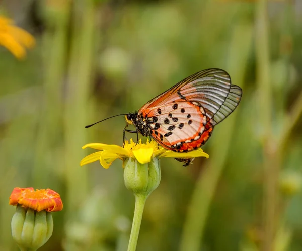 Κοντινό Acraea Πεταλούδα Κάθεται Στο Λουλούδι Στη Νότια Αφρική — Φωτογραφία Αρχείου