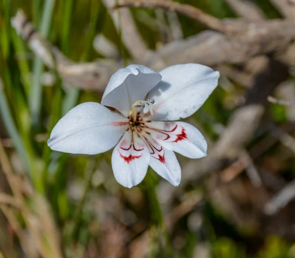 Close Gladiolus Debilis Flower Southern Cape South Africa — Stock Photo, Image