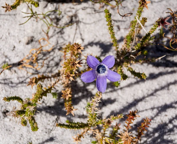 Top View Roella Triflora Flower Southern Cape South Africa — Stock Photo, Image