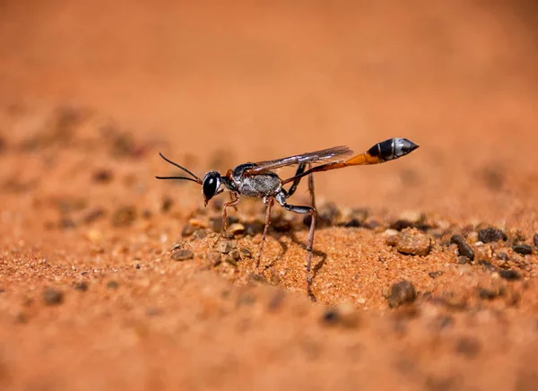 南部アフリカのサバンナの中の小国スズメバチ — ストック写真