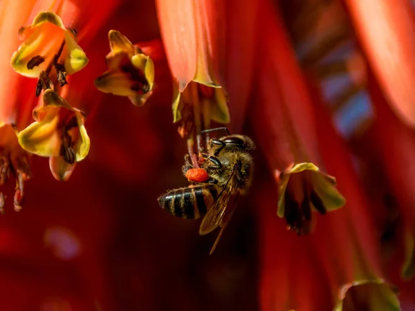 南部アフリカの赤いアロエの花の上に座って岬ミツバチのクローズ アップ — ストック写真