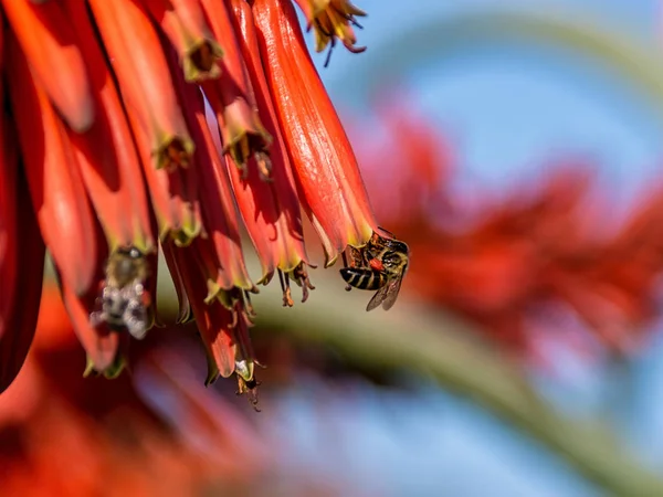 岬ミツバチ アフリカ南部の赤いアロエの花の採餌 — ストック写真