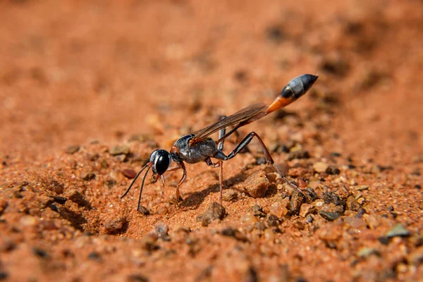 Vespa Ammophila Sul África Savannah — Fotografia de Stock