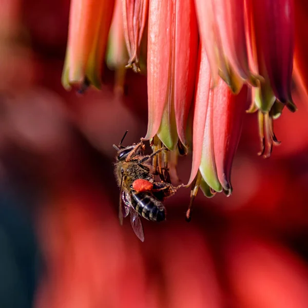 南部アフリカの赤いアロエの花のハチミツ蜂のクローズ アップ — ストック写真