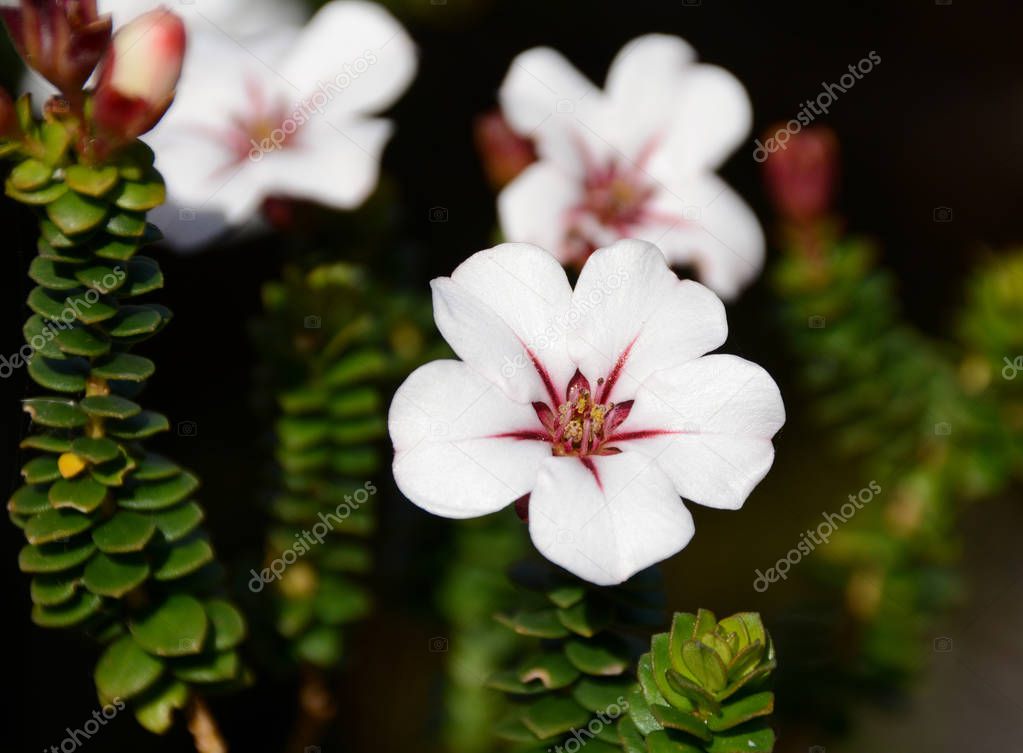 close up of Adenandra villosa flowers, part of Cape Floral Kingdom