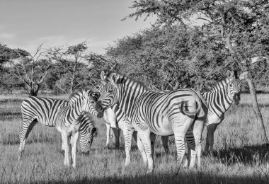 Bayağı Zebra aile grubu Güney Afrika Savannah tek renkli fotoğraf 