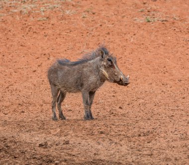 Güney Afrika savana genç Warthog