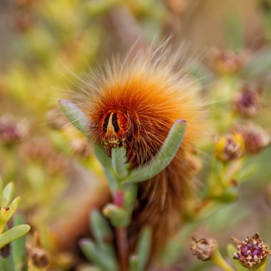 Mesocelis monticola (dağ beyaz nokta) caterpillar Güney Afrika'da bitkilerden yeme