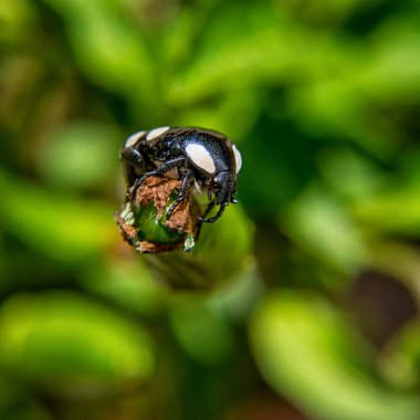 Beyaz benekli meyve Chafer Güney Afrika